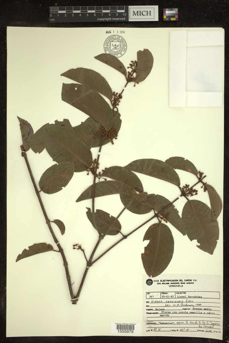 Hiraea tepuiensis