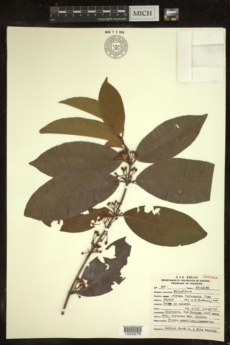 Hiraea tepuiensis photo 2
