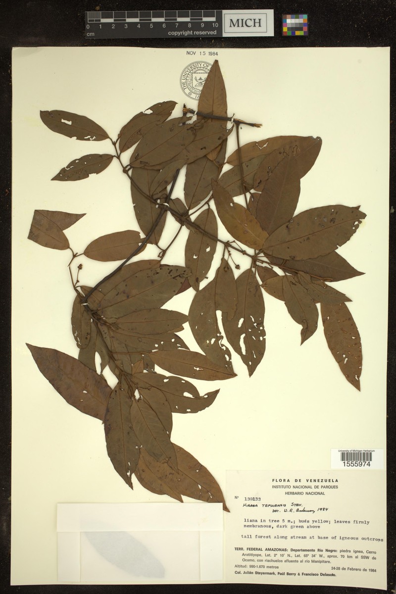 Hiraea tepuiensis photo 3