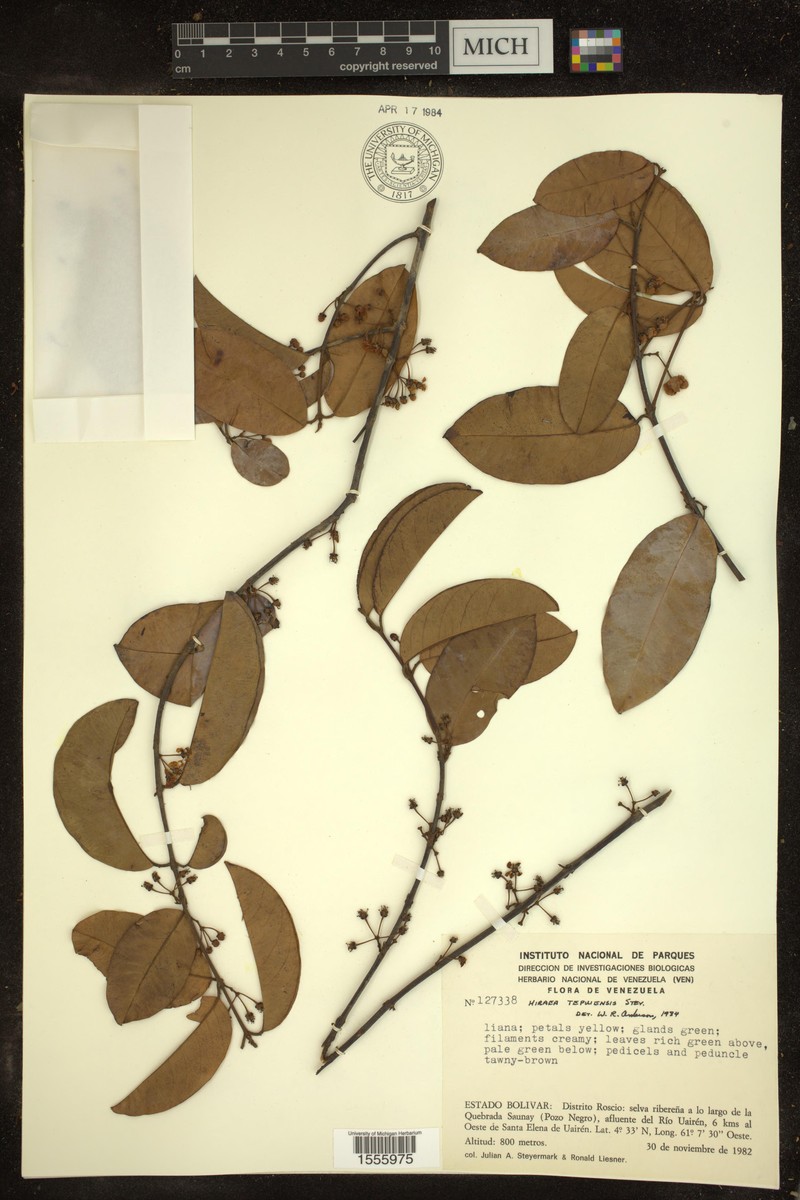 Hiraea tepuiensis photo 4