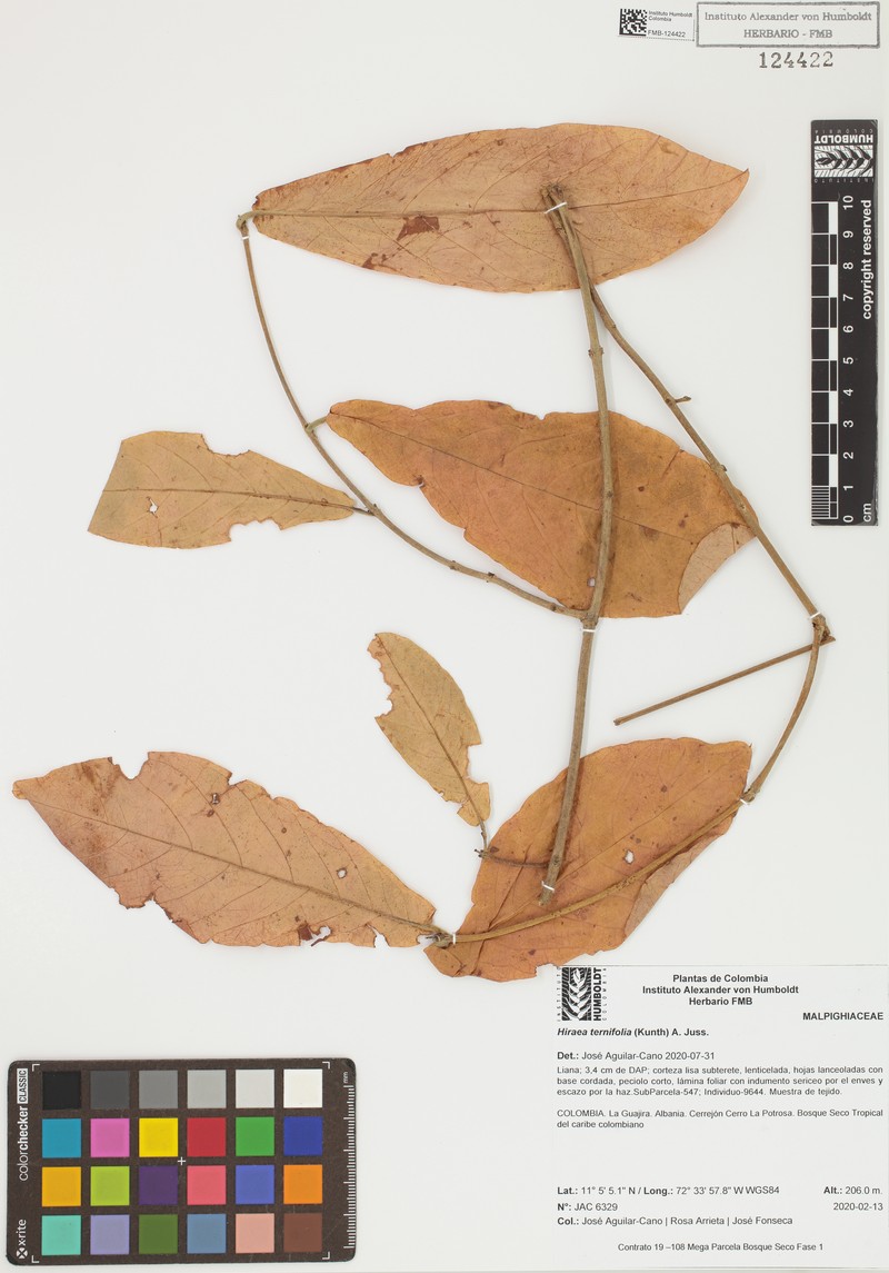 Hiraea ternifolia