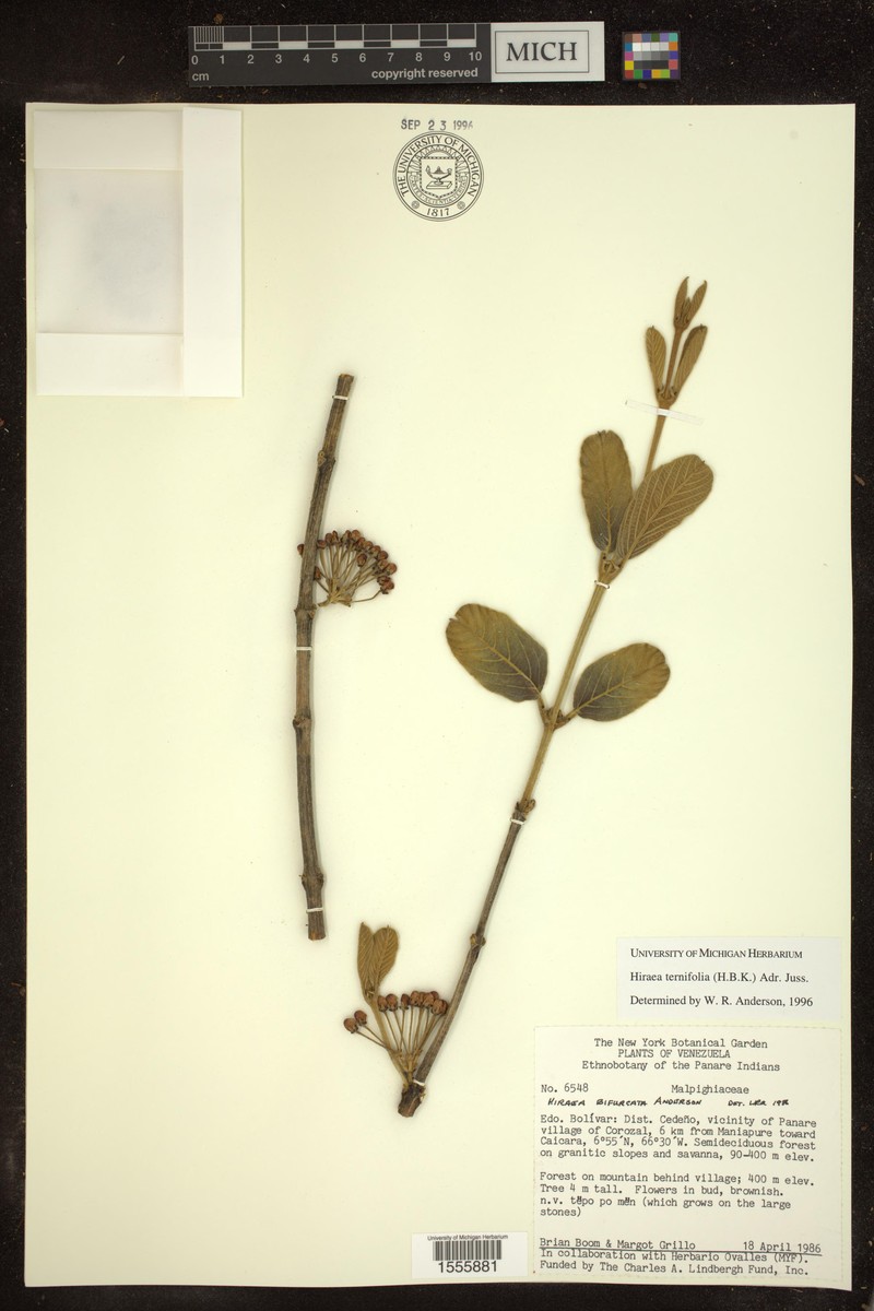 Hiraea ternifolia photo 2