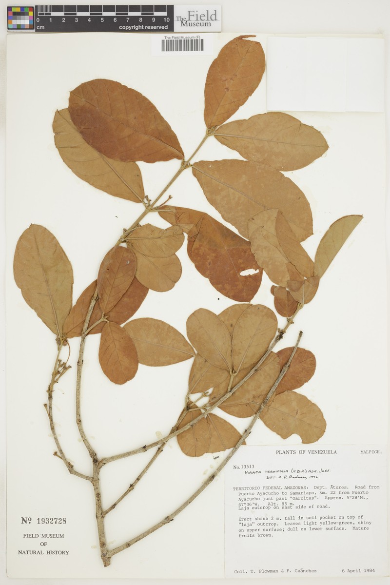 Hiraea ternifolia photo 3