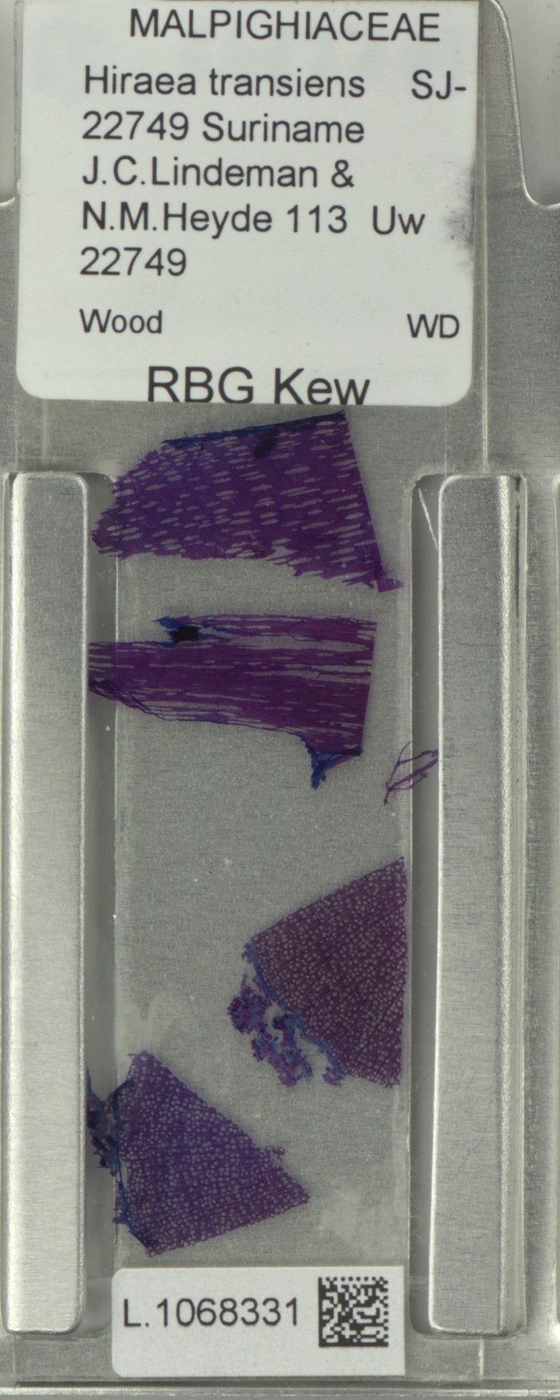 Hiraea transiens
