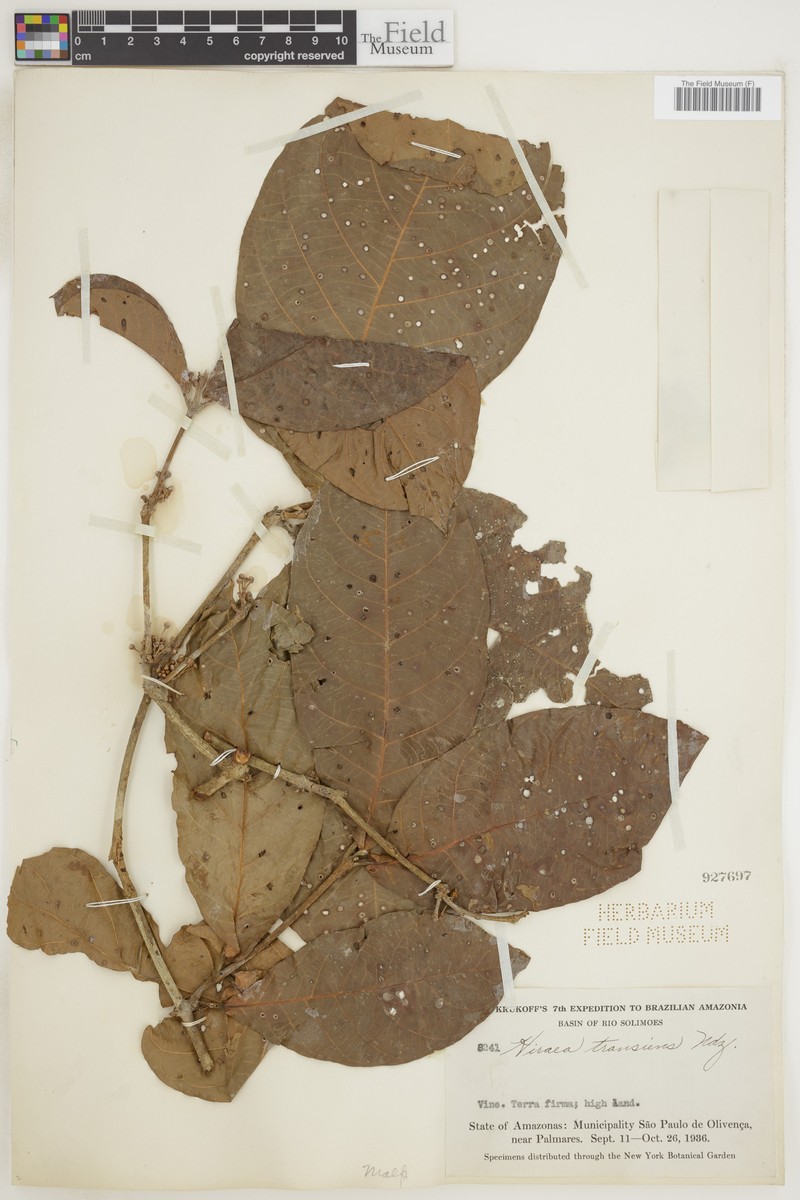 Hiraea transiens photo 2