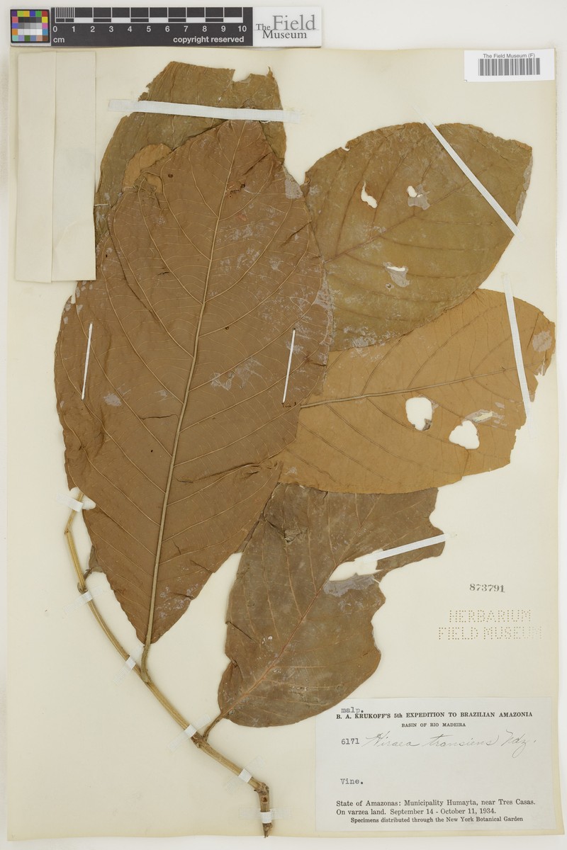 Hiraea transiens photo 3