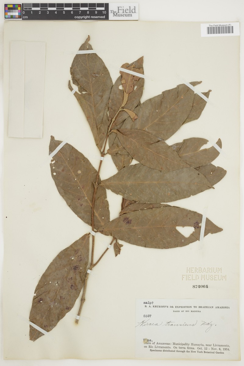 Hiraea transiens photo 4