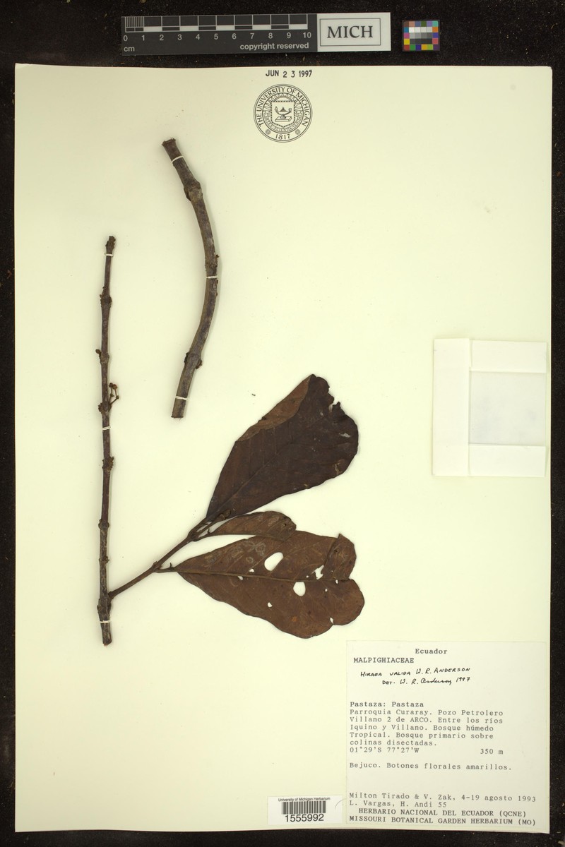 Hiraea valida