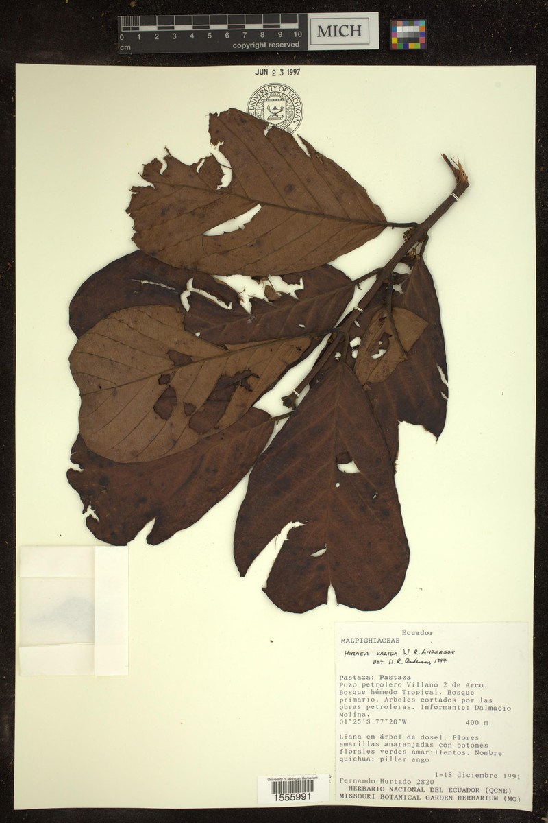 Hiraea valida photo 2