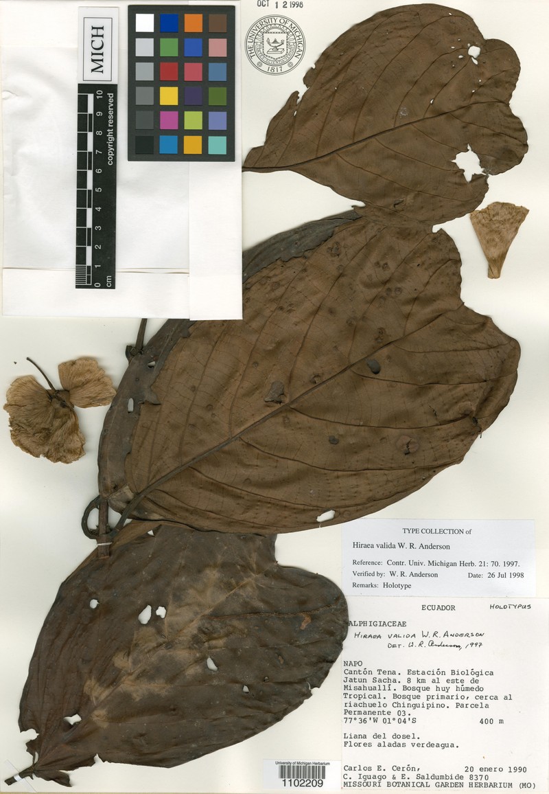 Hiraea valida photo 3