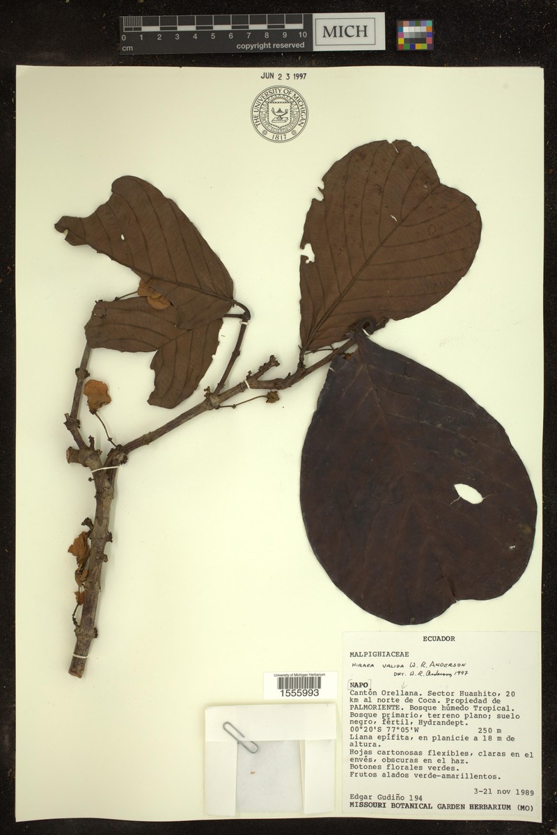 Hiraea valida photo 4
