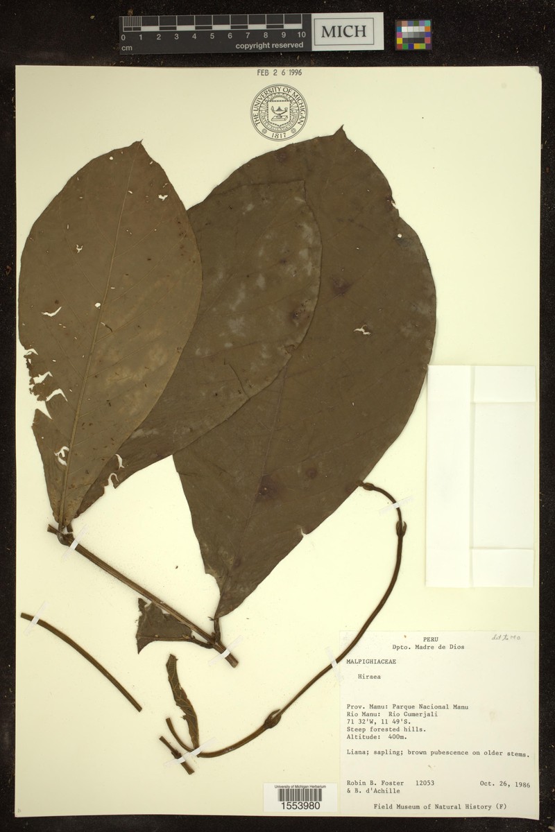 Hiraea villosa