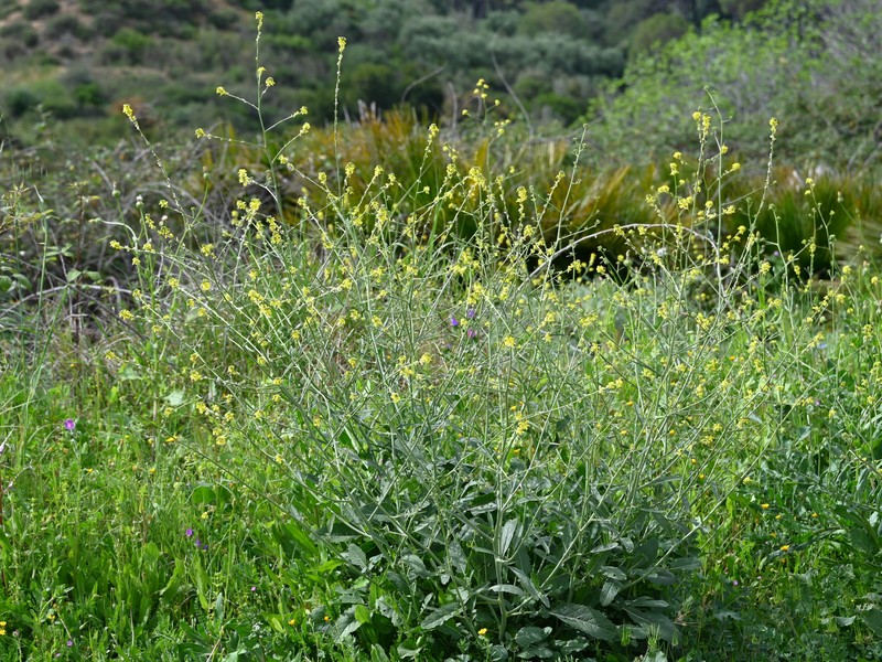 Shortpod Mustard photo 2