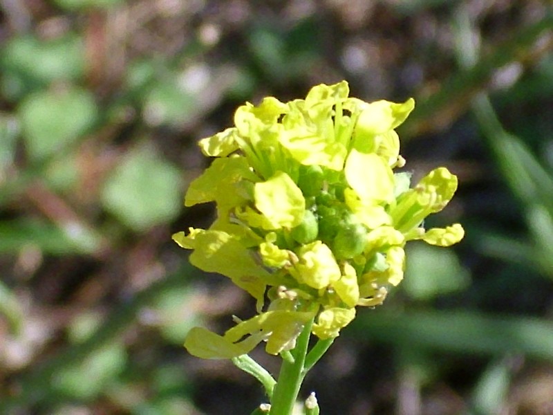 Shortpod Mustard photo 3