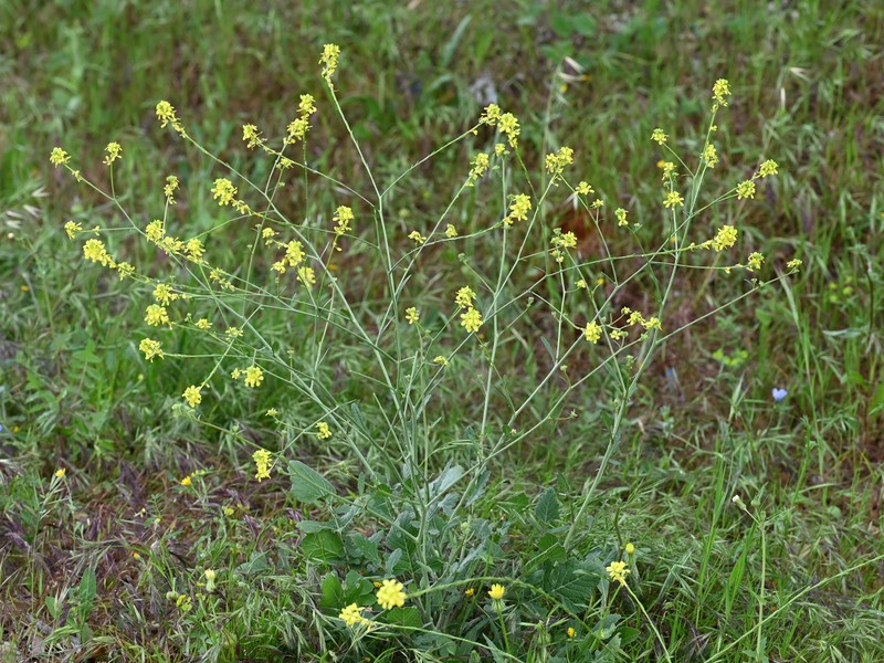 Shortpod Mustard photo 4