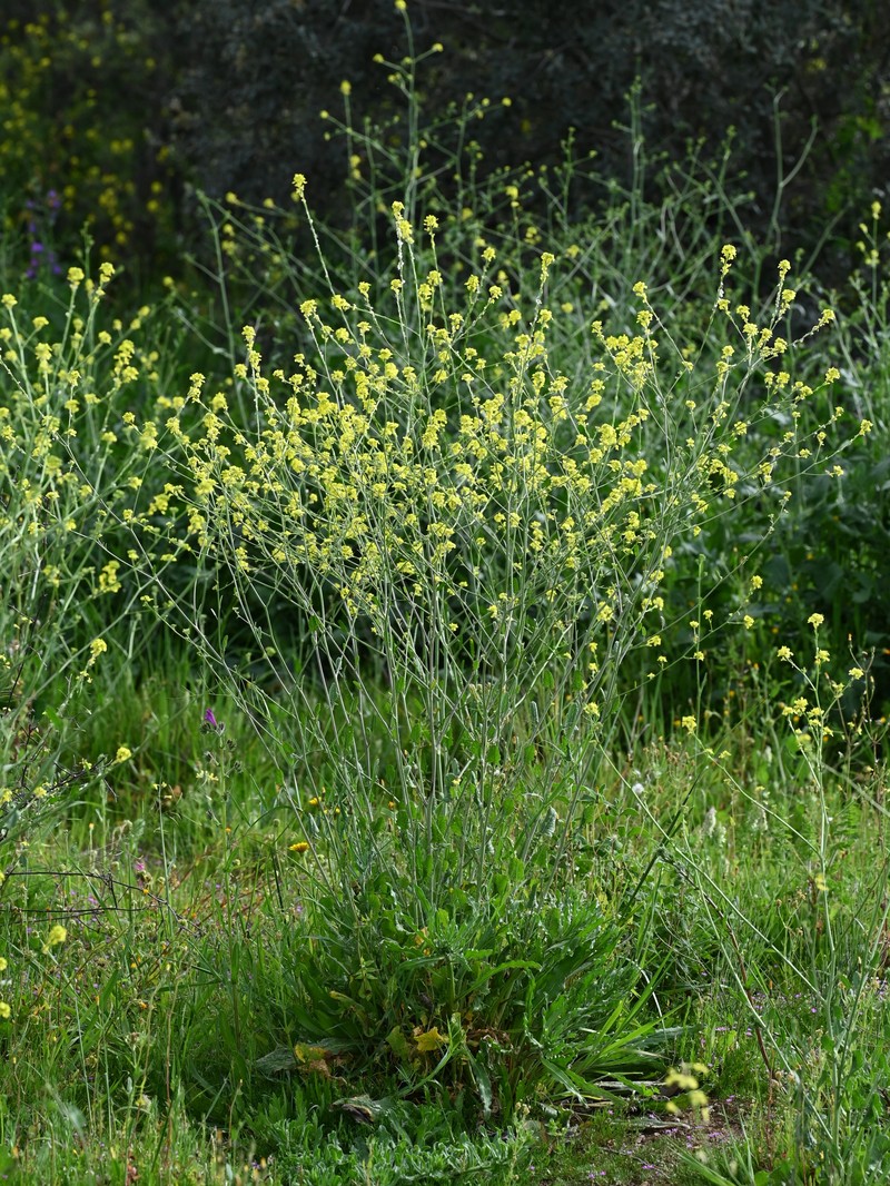 Shortpod Mustard photo 5