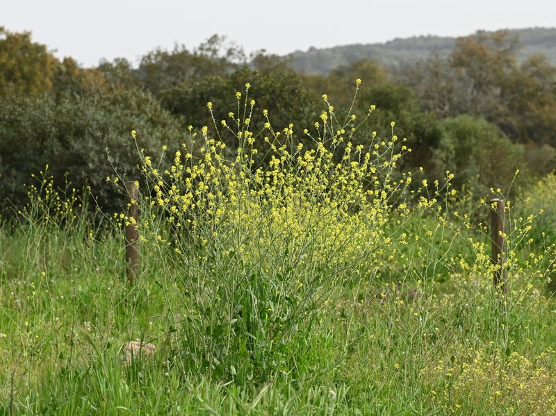 Shortpod Mustard photo 6