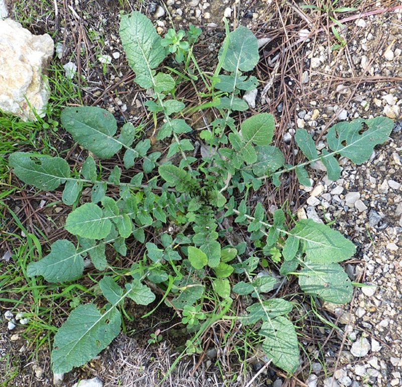 Shortpod Mustard photo 8