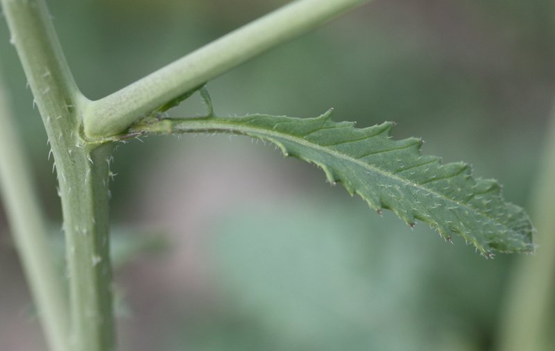 Shortpod Mustard photo 9