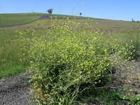 Shortpod Mustard
