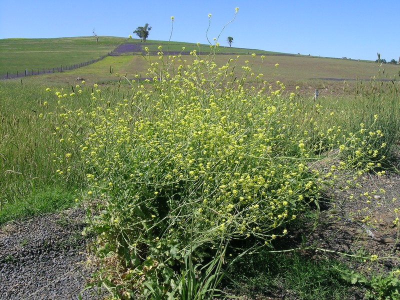Shortpod Mustard