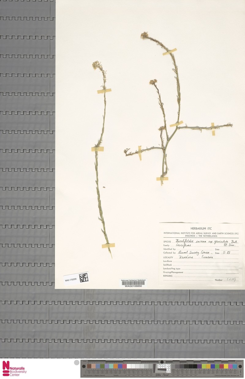 Hirschfeldia incana subsp. geniculata
