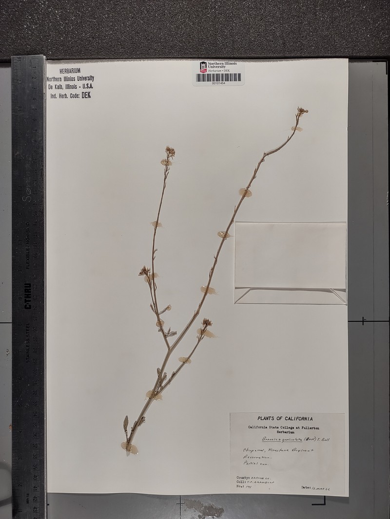 Hirschfeldia incana subsp. geniculata photo 2