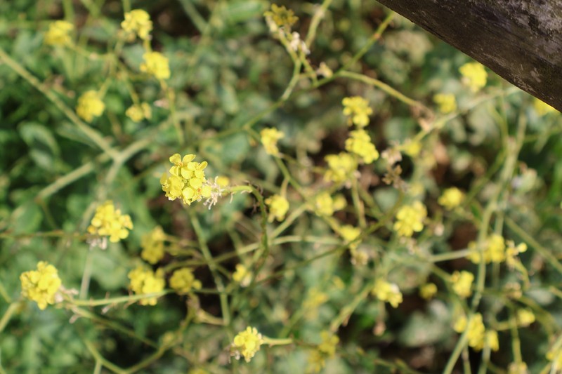 Hirschfeldia incana subsp. incana