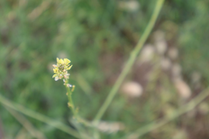 Hirschfeldia incana subsp. incana photo 2