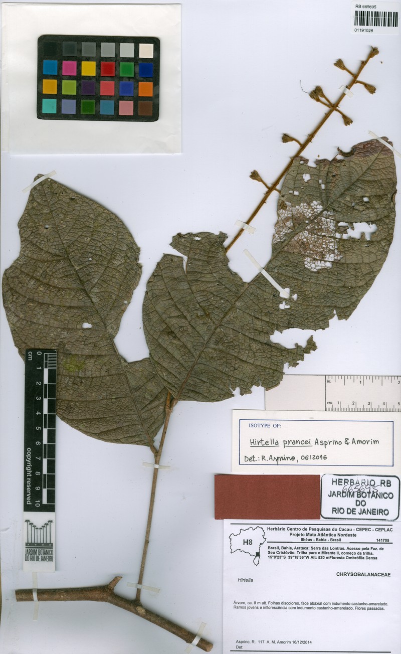 Hirtella prancei