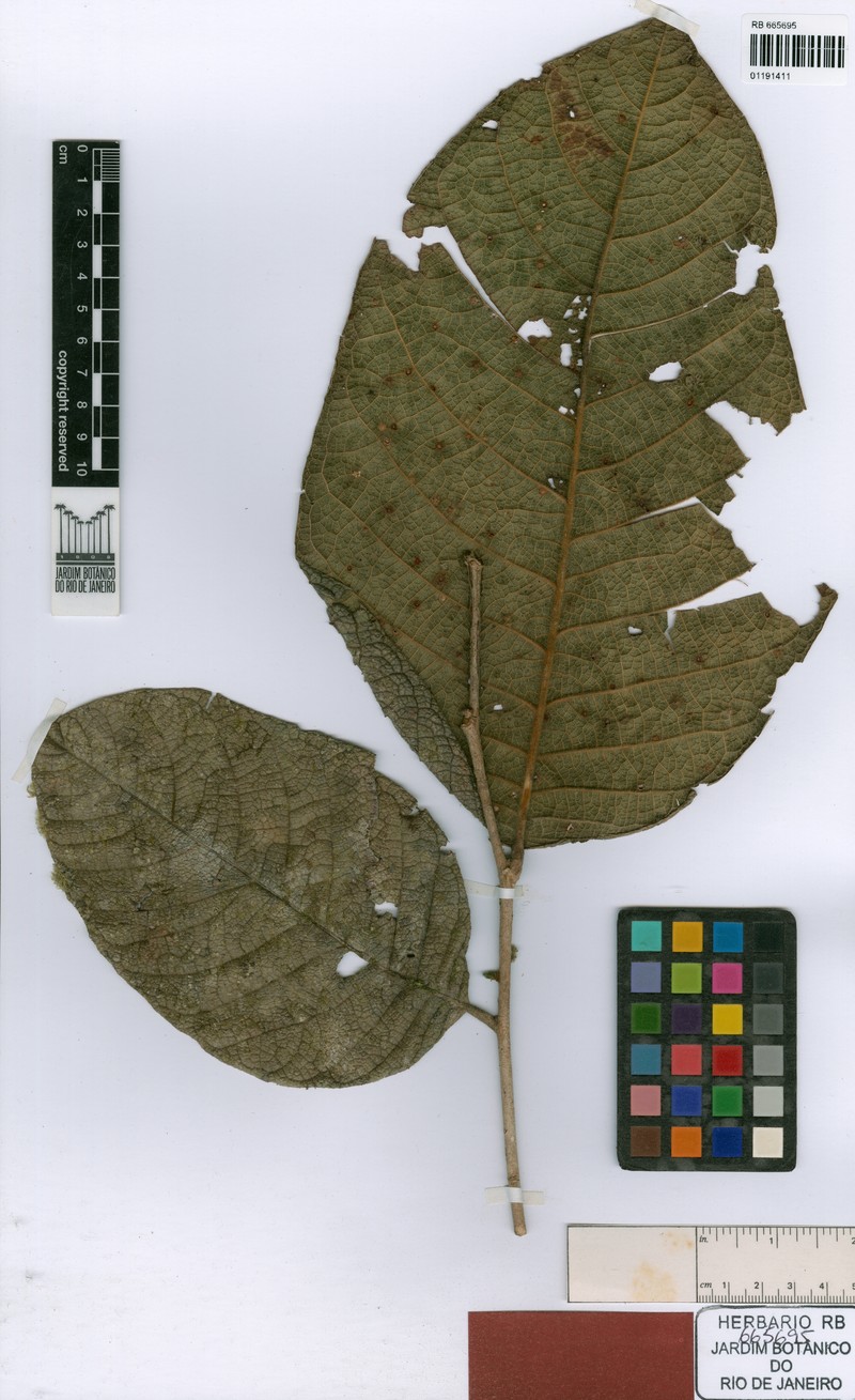Hirtella prancei photo 2