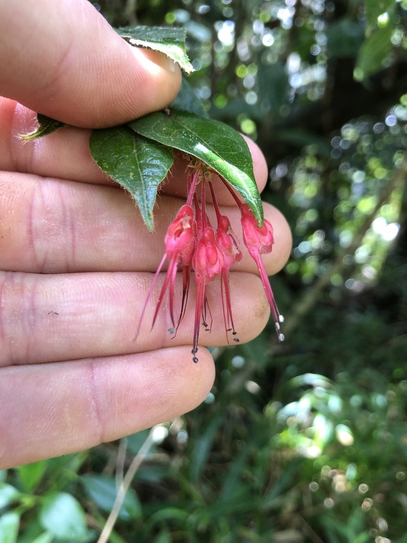 Teta De Burra Cinarron