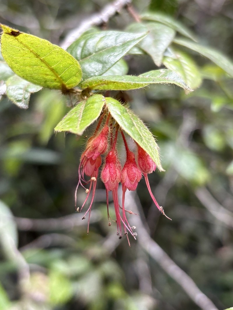 Teta De Burra Cinarron photo 3