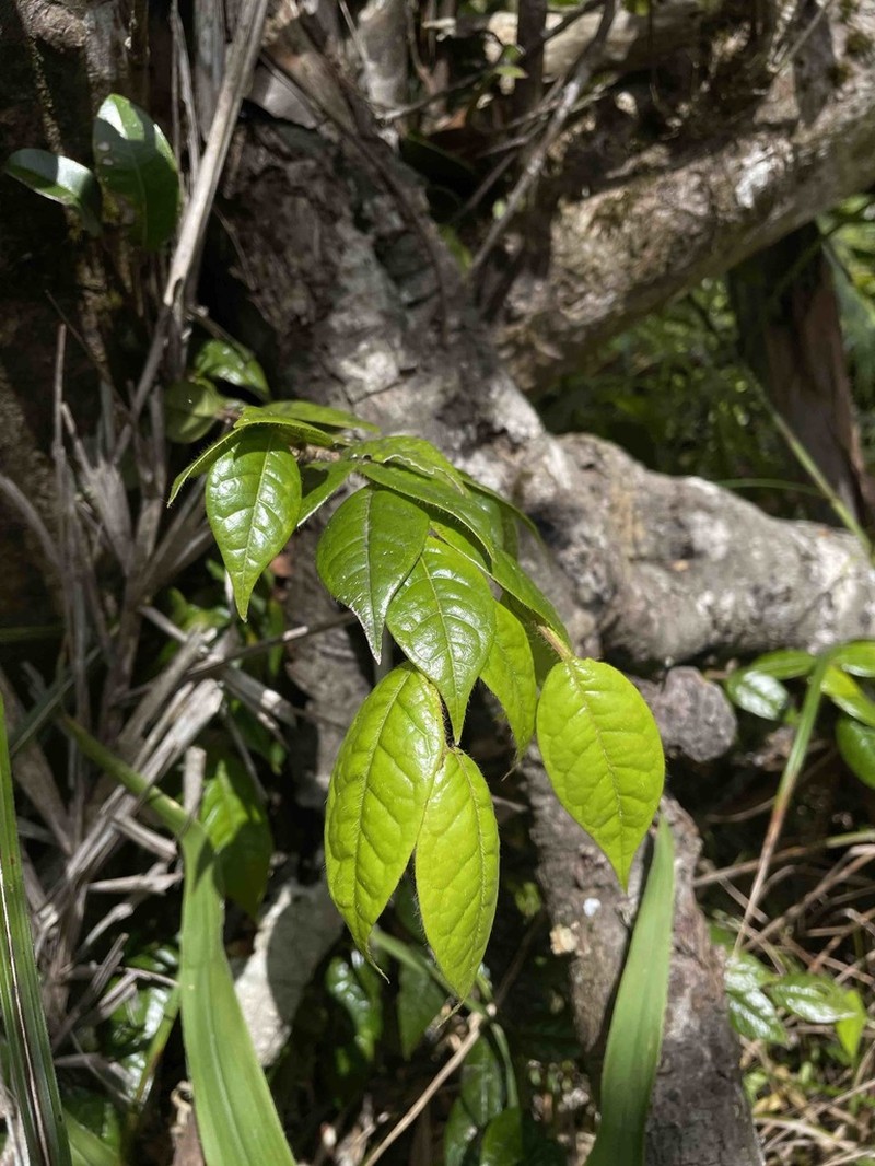 Teta De Burra Cinarron photo 5