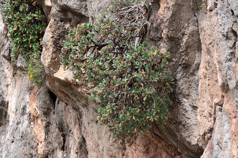 Hirtellina fruticosa