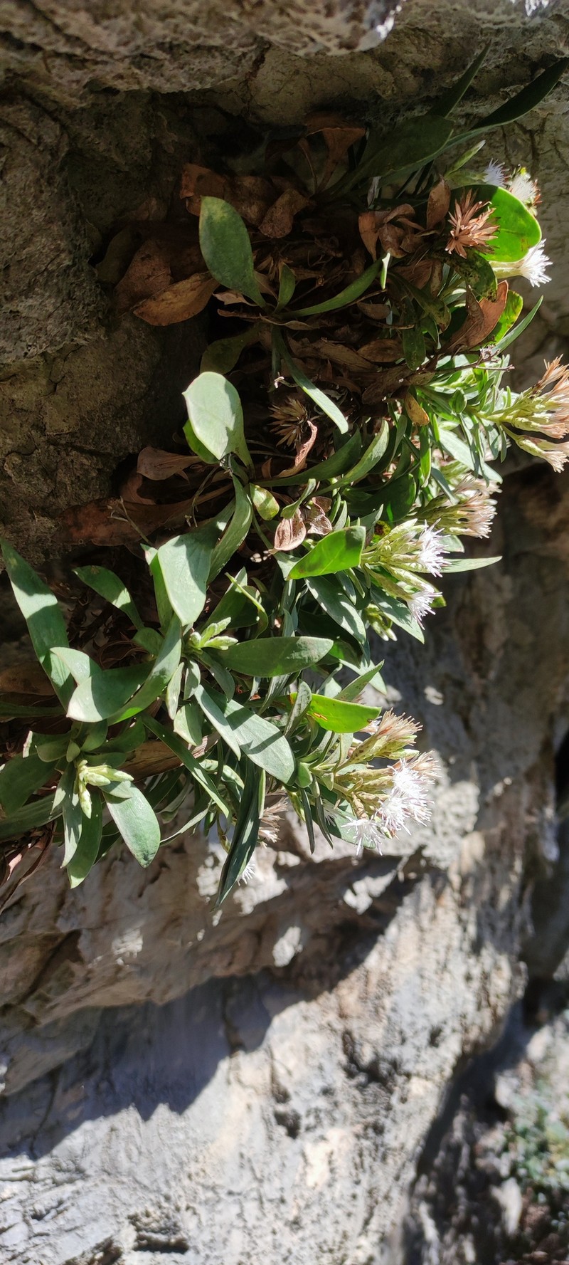 Hirtellina fruticosa photo 2