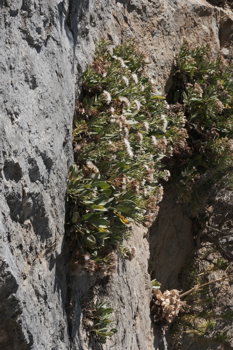 Hirtellina fruticosa photo 3