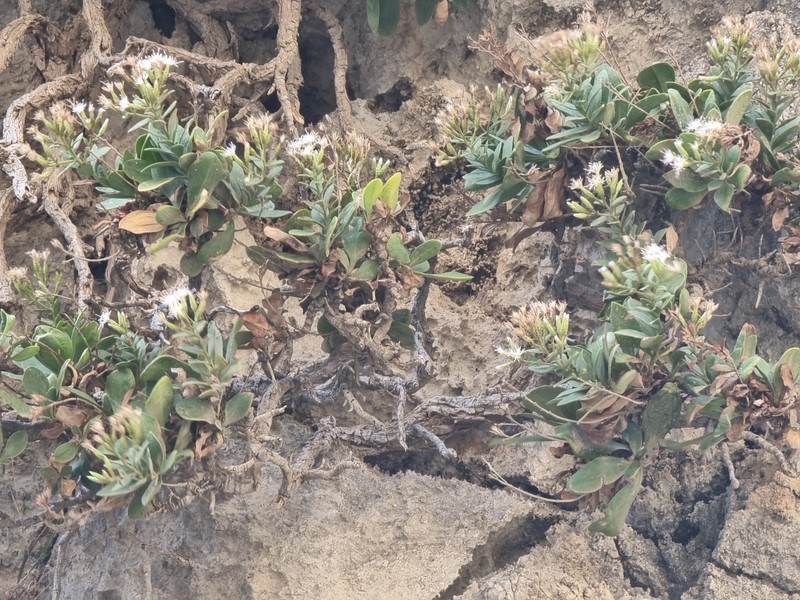 Hirtellina fruticosa photo 4