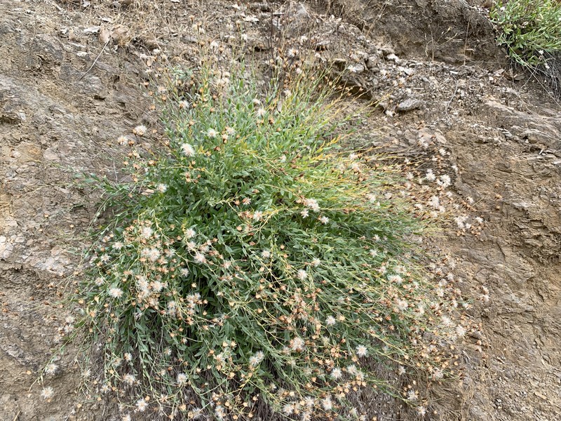 Hirtellina kurdica