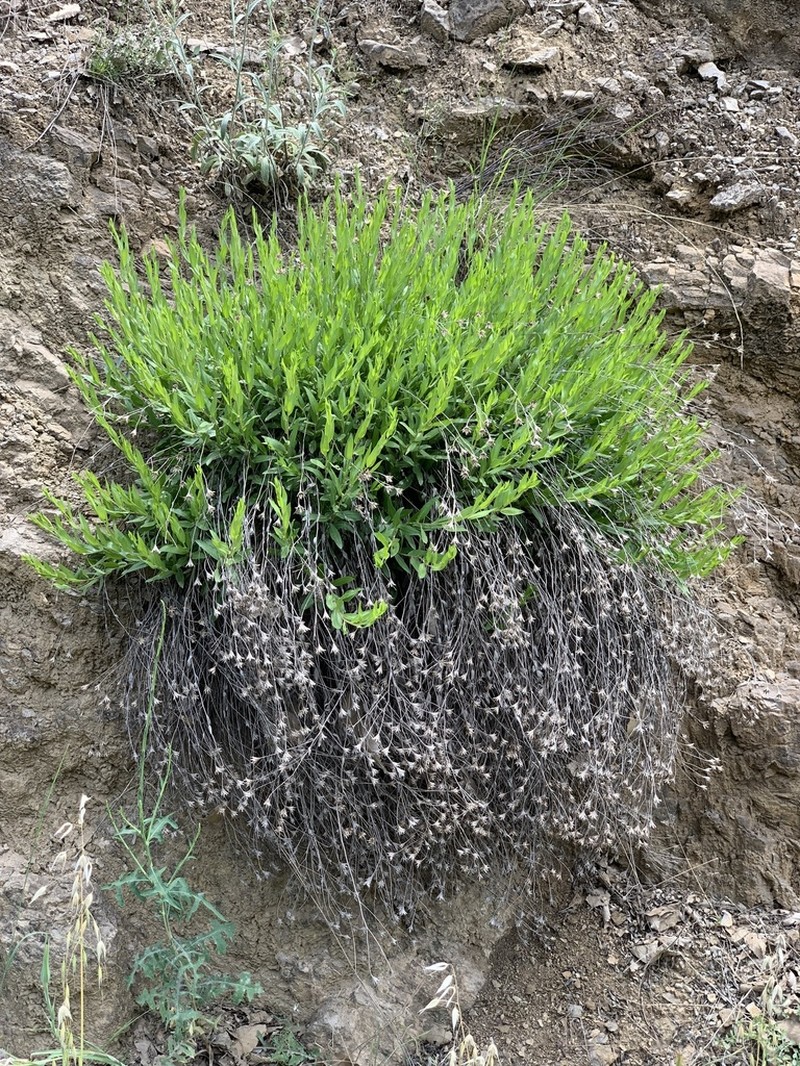 Hirtellina kurdica photo 2