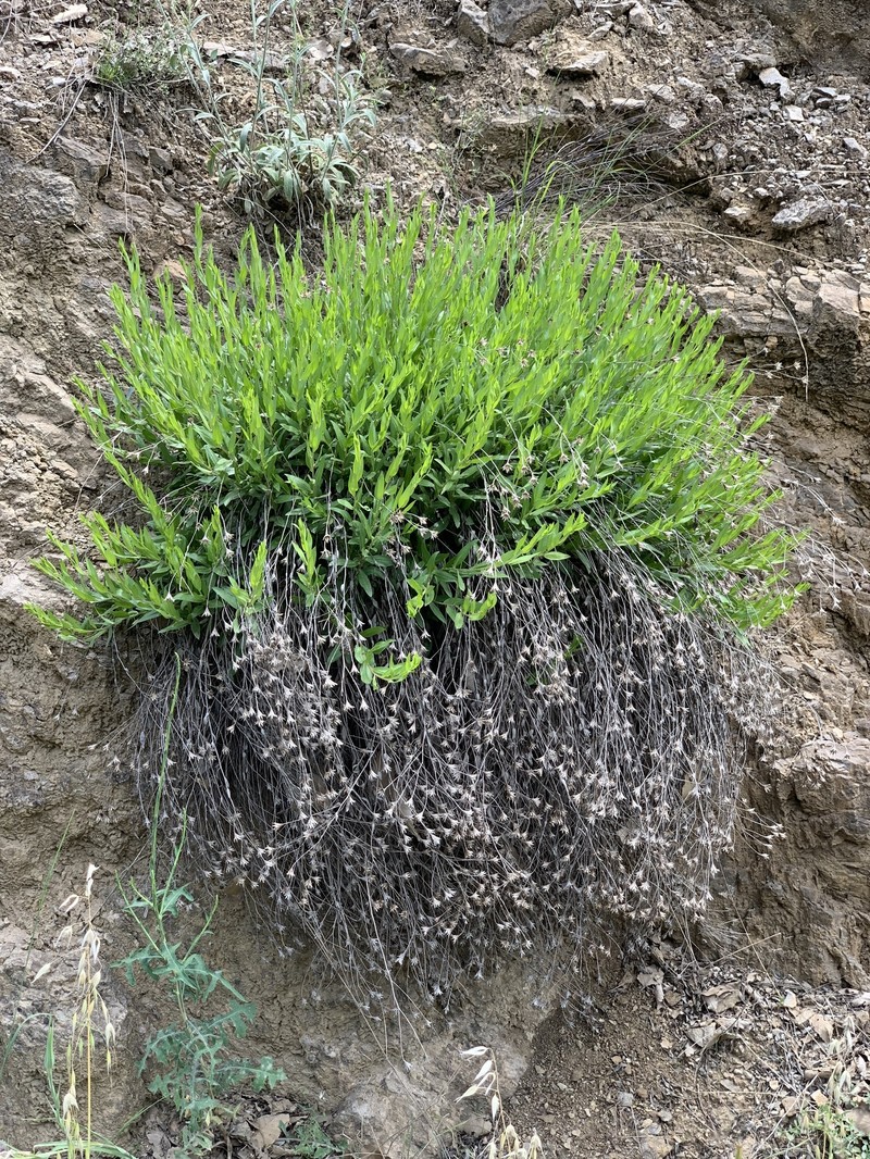 Hirtellina kurdica photo 3