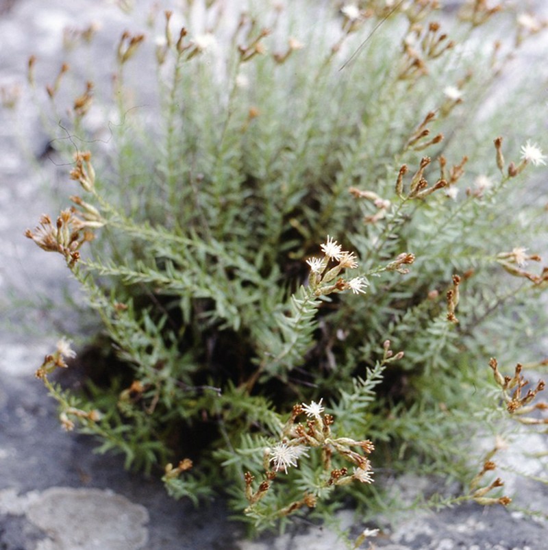 Hirtellina lobelii