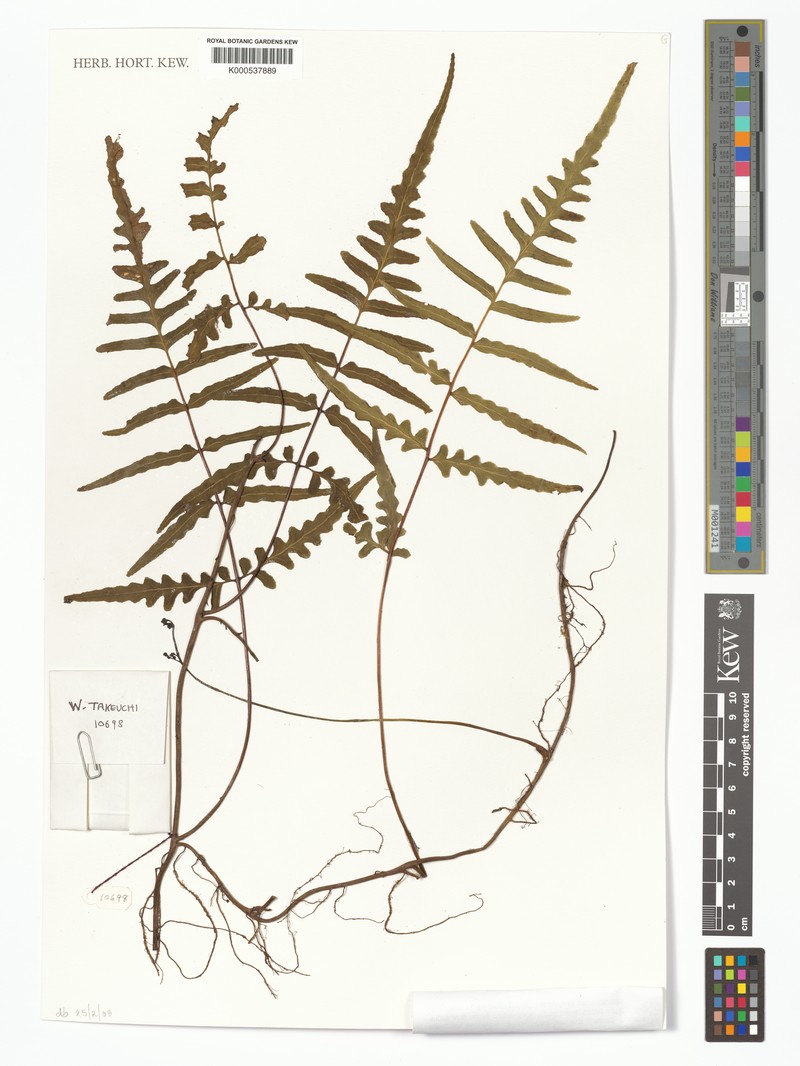 Histiopteris caudata
