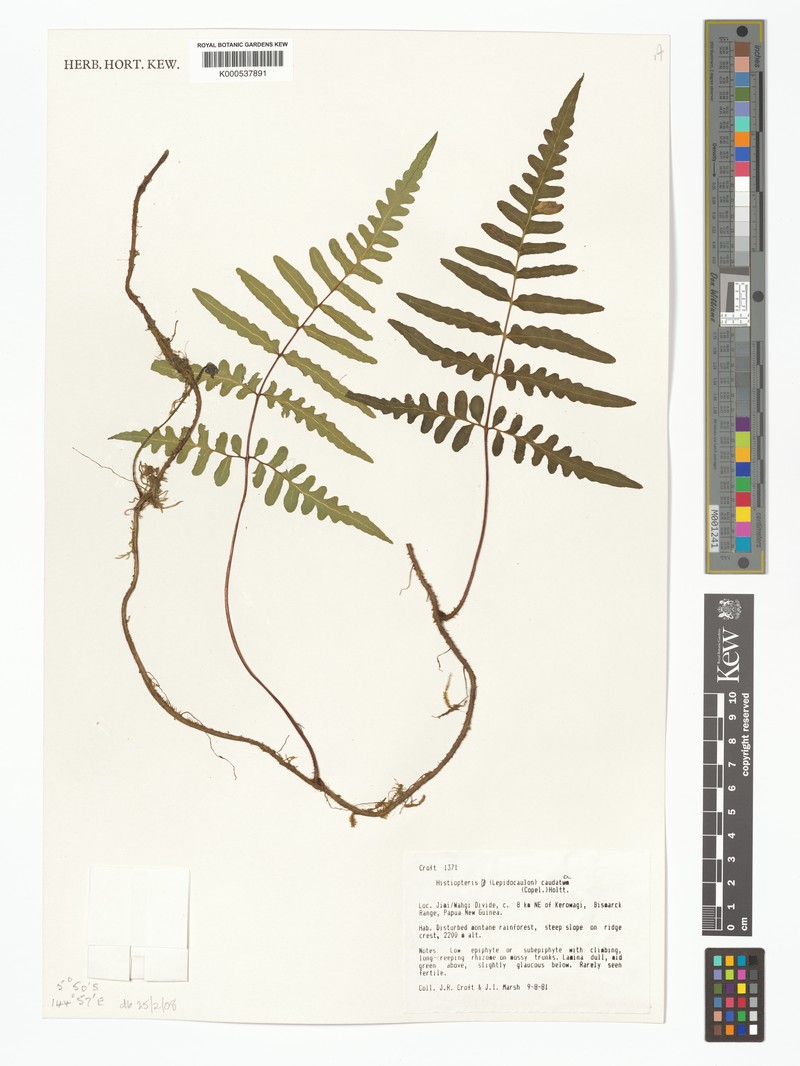Histiopteris caudata photo 2