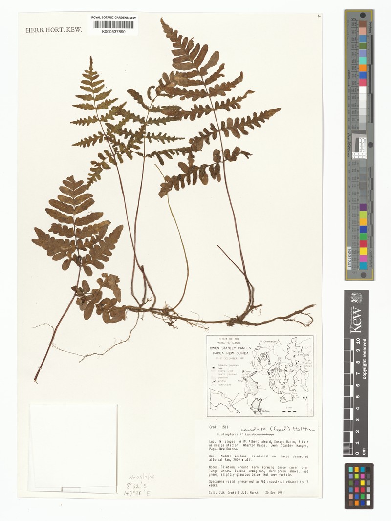 Histiopteris caudata photo 3