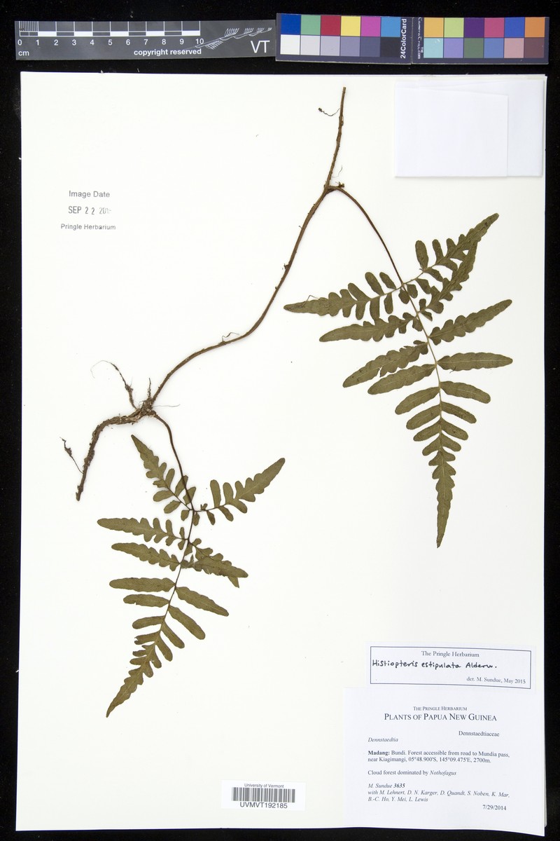 Histiopteris estipulata photo 2