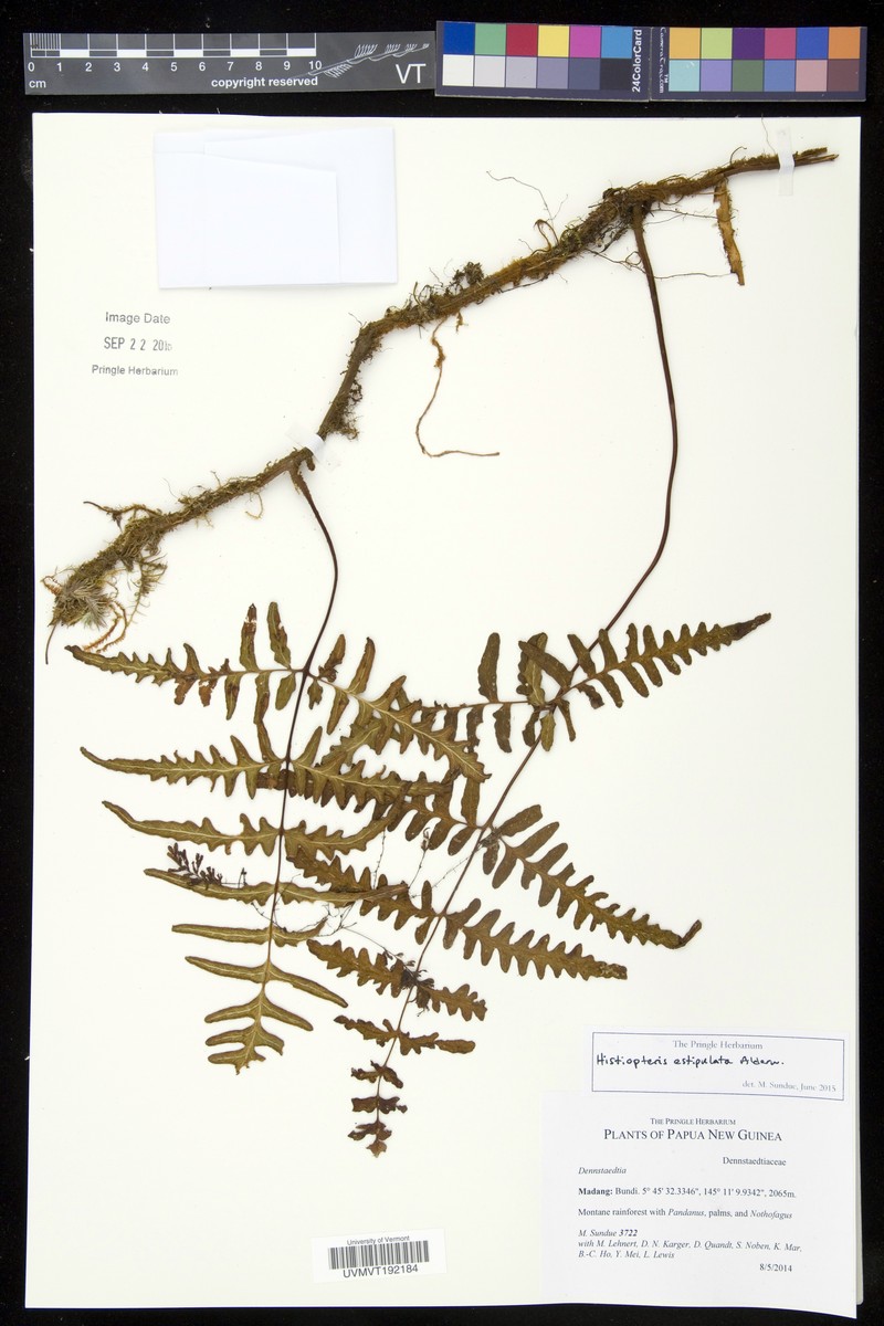 Histiopteris estipulata photo 3