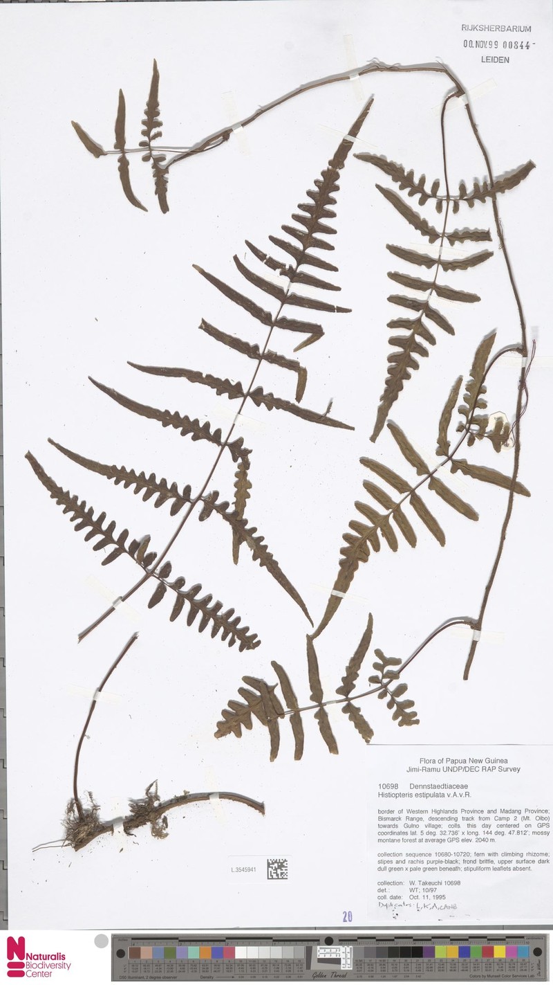 Histiopteris estipulata photo 4