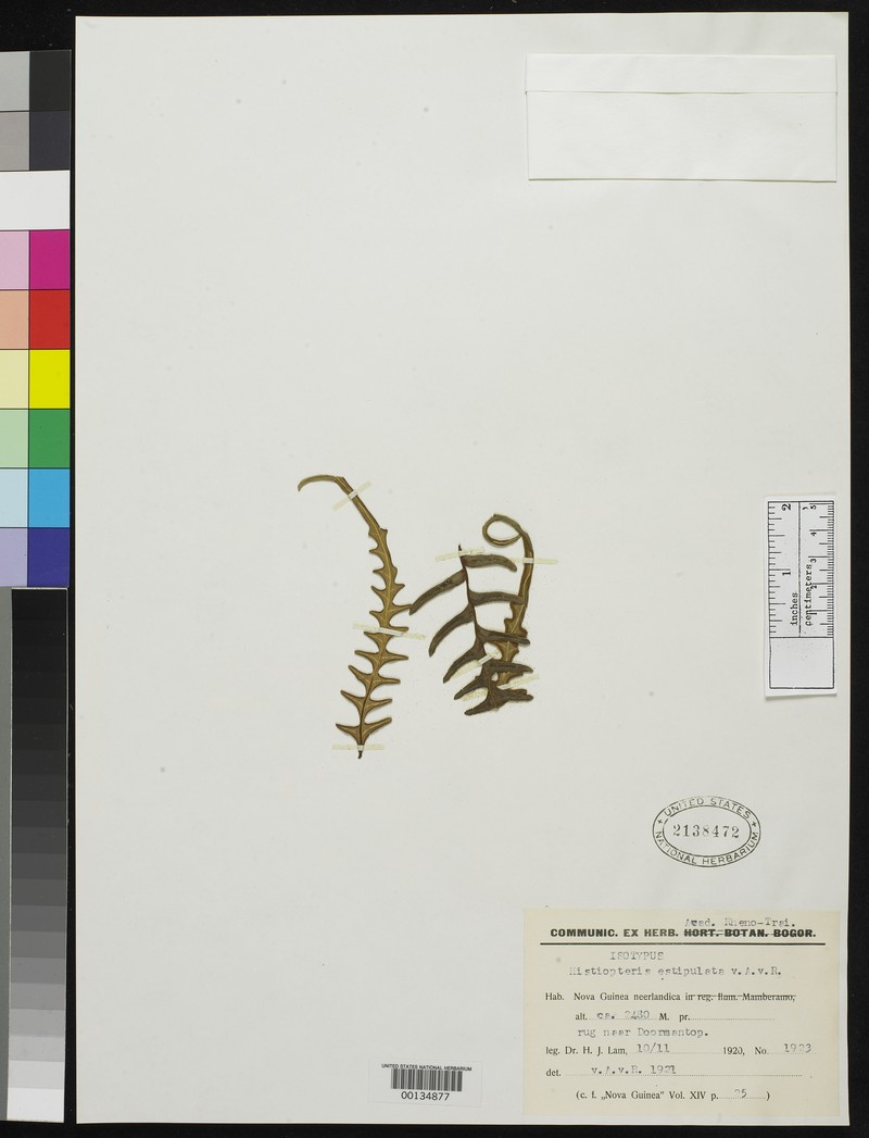 Histiopteris estipulata