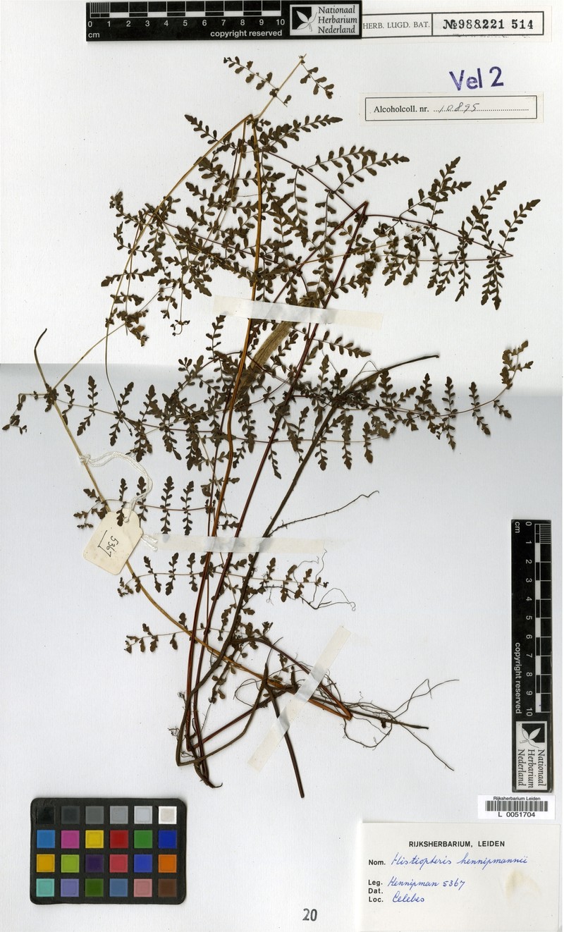 Histiopteris hennipmanii photo 4